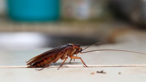 cucaracha