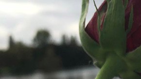 zxx8k-rose-in-lake-1