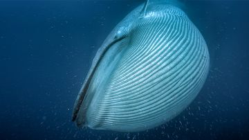 Las ballenas son un indicador de la salud de los ecosistemas.