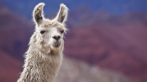 Llamas