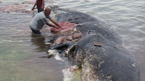 La ballena había ingerido vasos, botellas, bolsas y sandalias.