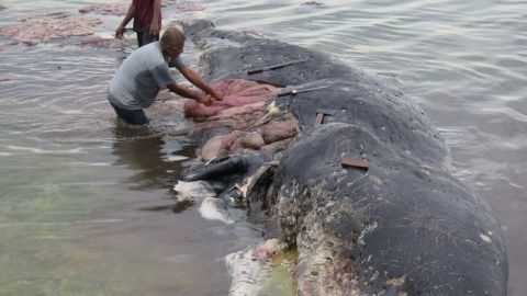 La ballena había ingerido vasos, botellas, bolsas y sandalias.