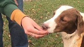 Ella recibió atención de un veterinario. GoFundMe