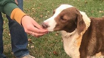 Ella recibió atención de un veterinario. GoFundMe