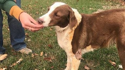 Ella recibió atención de un veterinario. GoFundMe