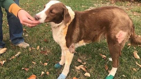 Ella recibió atención de un veterinario. GoFundMe
