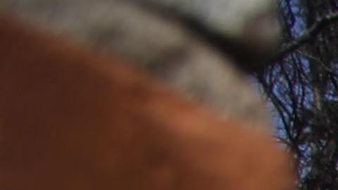 Los vientos vuelven a soplar dificultando la tarea de los bomberos.  EFE