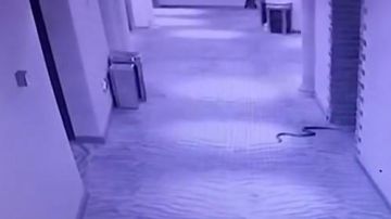 La serpiente en los pasillos.