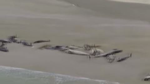 Ballenas