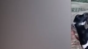 Animal mitad humano mitad cerdo