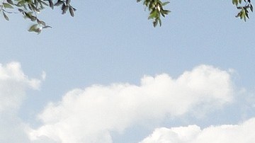 Chinches hotel Disney