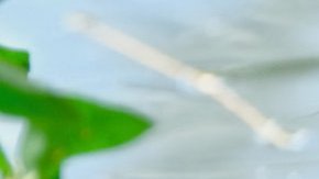 El pato japonés cautiva a los visitantes de Central Park.