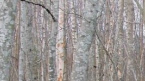 Trump dijo que rastrillar el suelo del bosque sería la solución