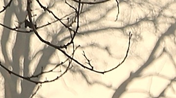 El gobernador de California Jerry Brown, el administrador de FEMA Brock Long y el secretario del Interior de los Estados Unidos, Ryan Zinke, recorren Paradise.