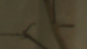 Autoridades se preparan para remover restos humanos hallados en Paradise.