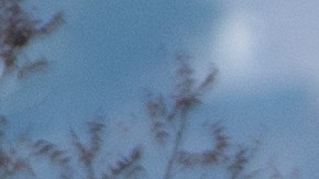 Trump y Newsom caminan por el área del incendio en Malibu.