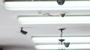 ICE continúa operaciones en busca de trabajadores indocumentados