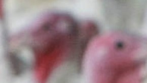 164 personas en 35 estados han sido afectadas por carne contaminada