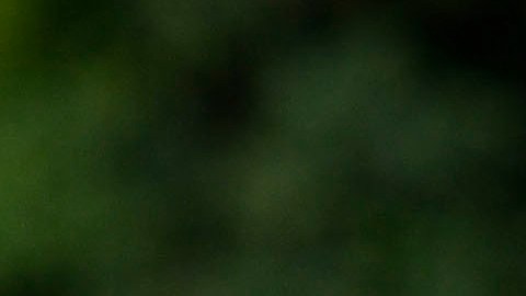 Javier "Chicharito" Hernández se defendió de sus detractores sin que lo atacaran