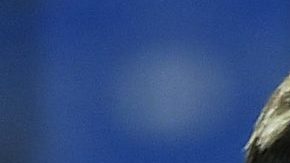 Carlos Salcedo, jugador mexicano del Eintracht Frankfurt alemán.