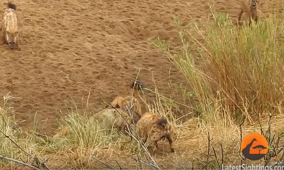 VIDEO: León acorralado por hienas pide ayuda - La Opinión
