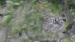 El leopardo hace algo sorprendente ante el león.