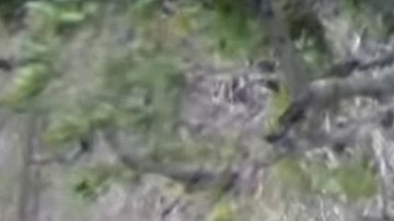 El leopardo hace algo sorprendente ante el león.