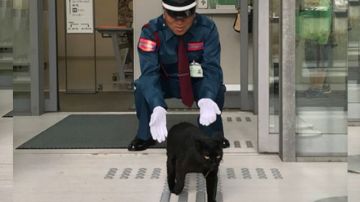 Uno de los gatos intentando atravesar la seguridad del museo.