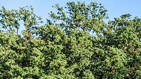 Paramount Ranch destruído por las llamas de Woolsey.