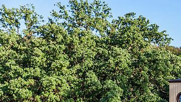Paramount Ranch destruído por las llamas de Woolsey.
