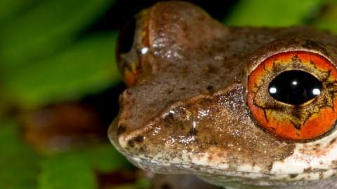 si el asteroide no hubiese destruido la vida terrestre hace 66 millones de años, el 88 % de las especies de ranas actuales no existirían.