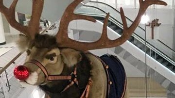 Curiosa imagen del montaje de los decorados navideños.