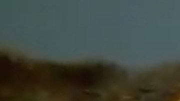 Este perrito fue abandonado en un contenedor de basura.