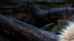 León blanco subasta