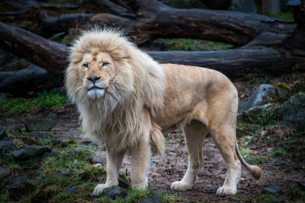 Solo quedan 300 leones de este tipo en todo el mundo.