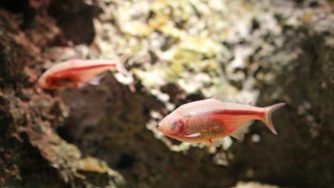 Pez tetra