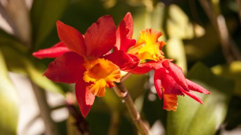 El algoritmo analizó datos de 150,000 especies de plantas.