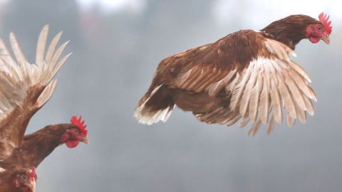 ¿Vivimos en el planeta "de los pollos"?