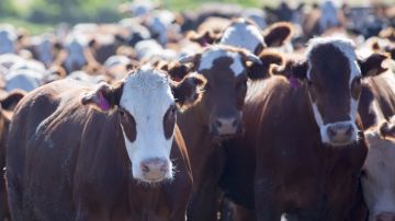 Producir carne vacuna genera gases de efecto invernadero.