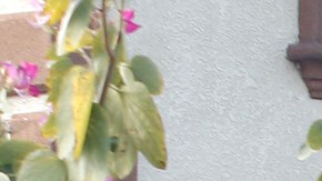 Flor Alarcón y su familia tuvieron que desalojar el apartamento donde vivían debido a que se inundó. Su auto cayó en un agujero provocado por el rompimiento de la tubería. (Aurelia Ventura/La Opinion)