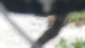 Esta foca monje tiene una anguila en su hocico.