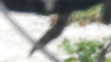 Esta foca monje tiene una anguila en su hocico.