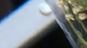 Melyda Corado fue asesinada durante el enfrentamiento entre Gene Evin Atkins y el LAPD el pasado 21 de Julio. Personas cercanas a Corado la recordaron con este memorial a las afueras de Trader Joe´s.