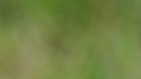 Pitbull dogs play with a rope during the Pitbull show on June 19, 2010 in Prague. AFP PHOTO / MICHAL CIZEK (Photo credit should read MICHAL CIZEK/AFP via Getty Images)