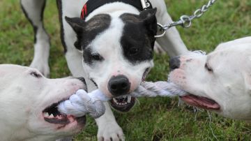 Pitbull dogs play with a rope during the Pitbull show on June 19, 2010 in Prague. AFP PHOTO / MICHAL CIZEK (Photo credit should read MICHAL CIZEK/AFP via Getty Images)