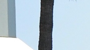 100 millas de calles cambiarán su límite de velocidad en Los Angeles.