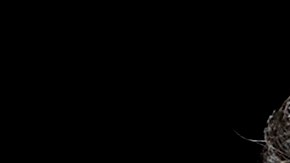 Durante sus años de competencia, Patrick Dempsey condujo varios autos (Porsche 911, Mazda RX8, Aston Martin Vantage y Oreca FLM09) y obtuvo nueve podios en total