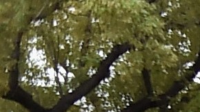 El Desfile de las Rosas se celebra cada 1 de enero en Pasadena.