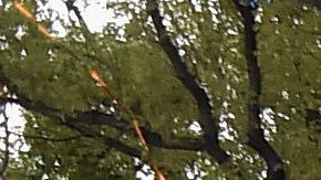 128th Tournament Of Roses Parade Presented By Honda