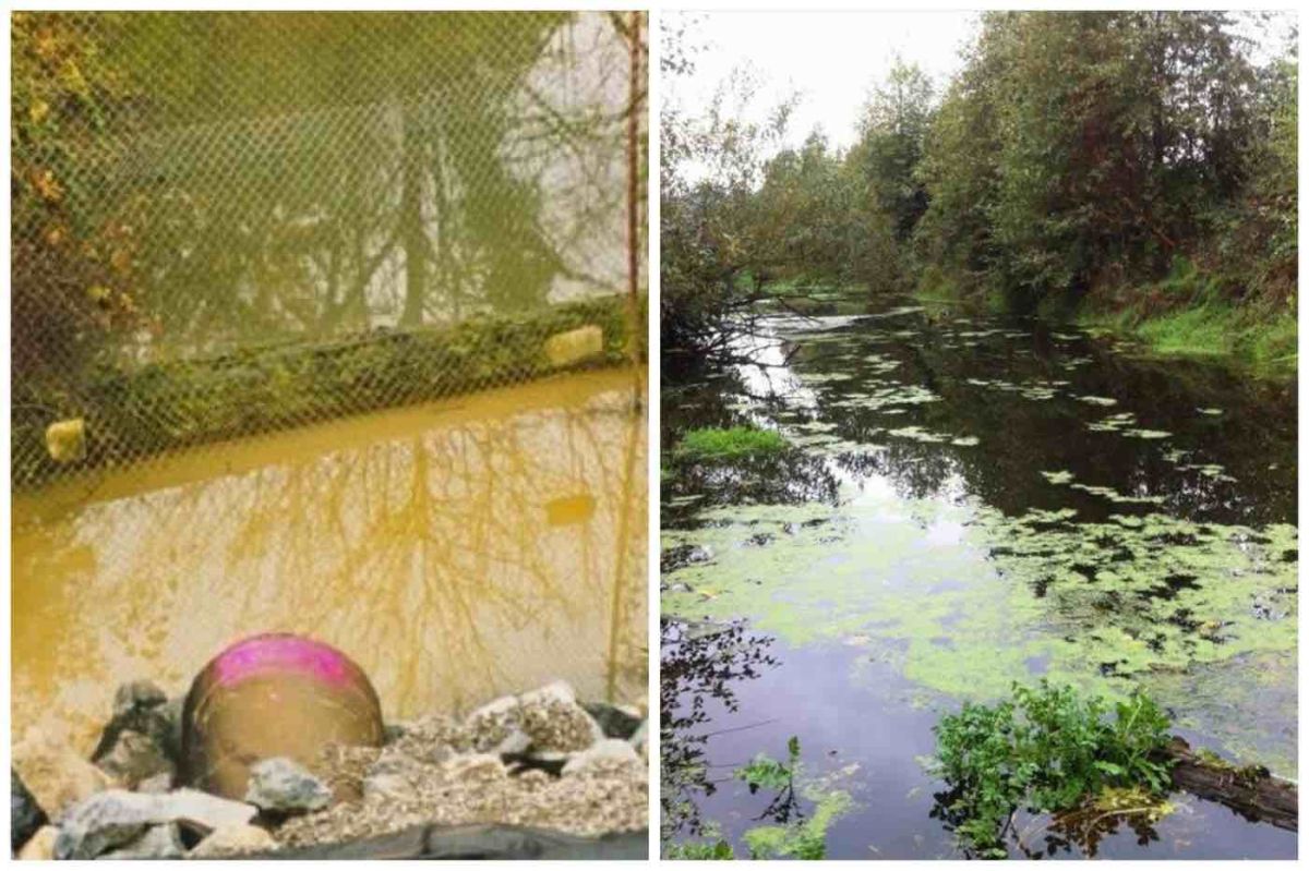 Un arroyo, Hamm Creek, antes y después del trabajo de restauración de un veterano